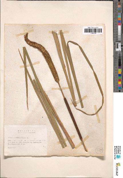 spécimen de Typha sp.