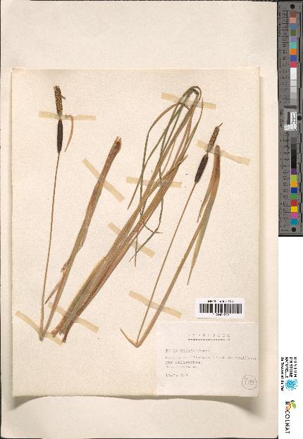 spécimen de Typha sp.