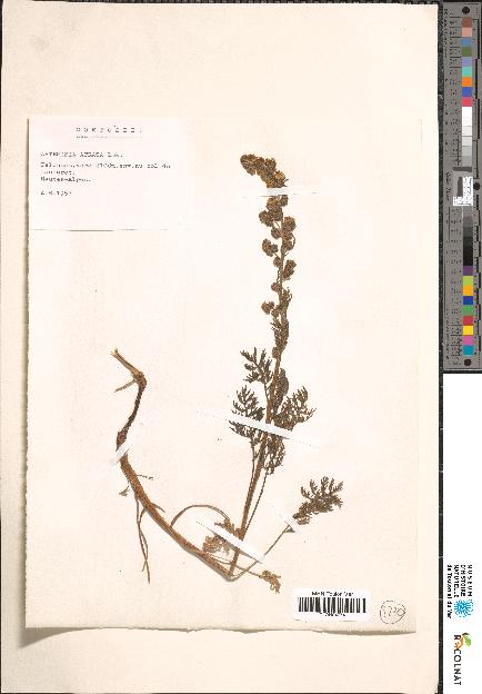 spécimen de Artemisia sp.