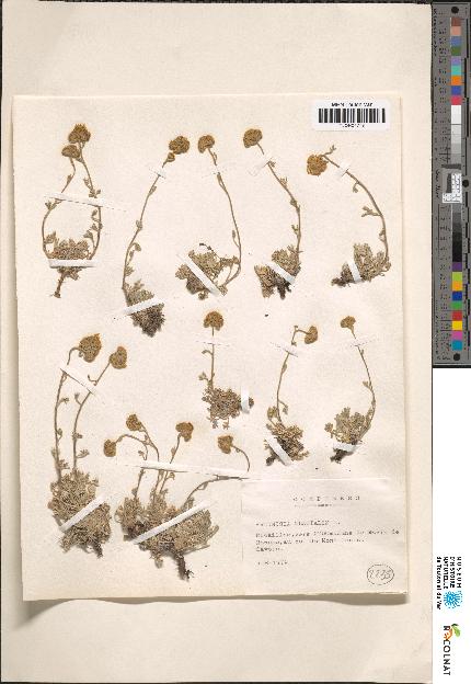 spécimen de Artemisia sp.