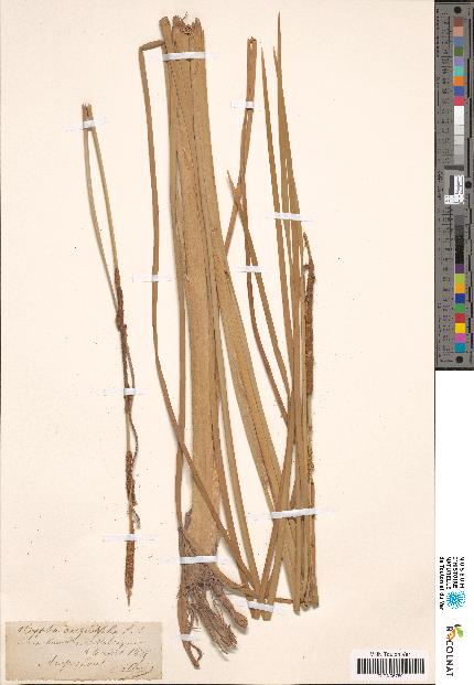 spécimen de Typha angustifolia