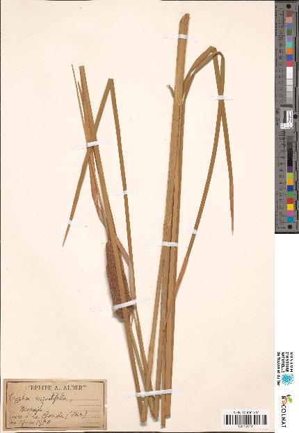 spécimen de Typha angustifolia
