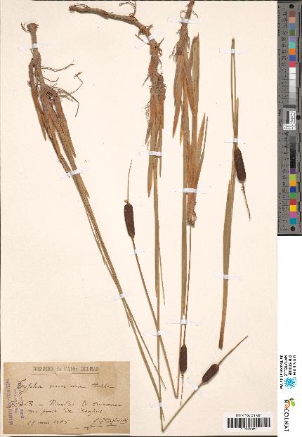 spécimen de Typha minima