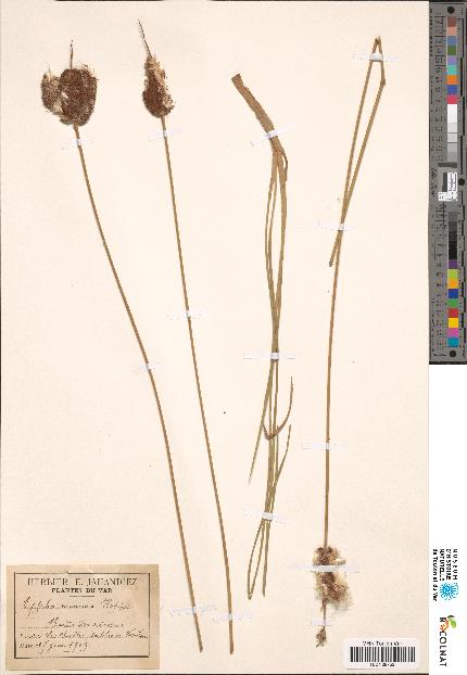 spécimen de Typha minima