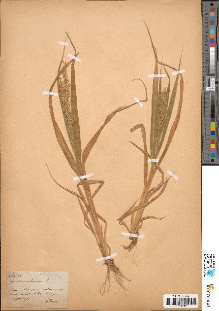 spécimen de Panicum miliaceum