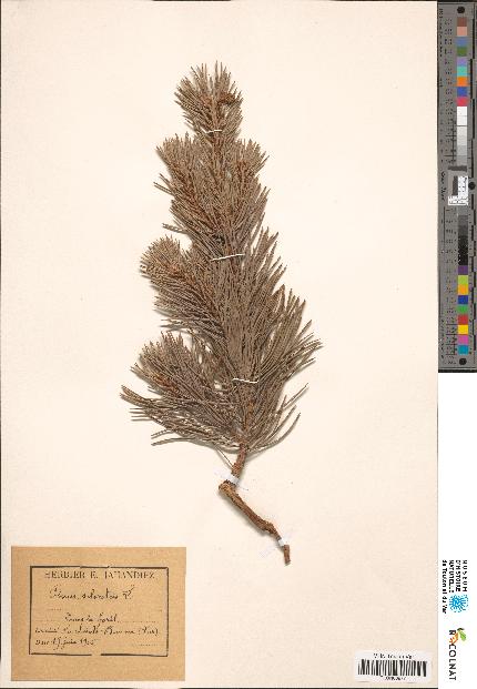 spécimen de Pinus sylvestris