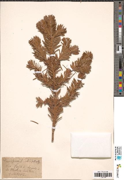 spécimen de Pinus picea