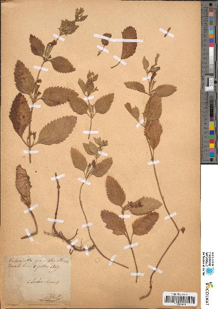 spécimen de Calamintha grandiflora