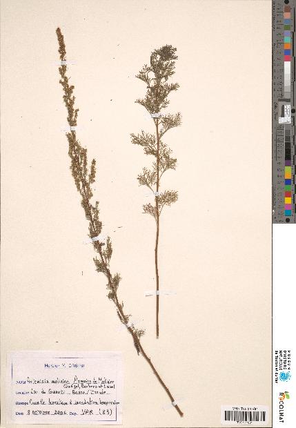 spécimen de Artemisia sp.