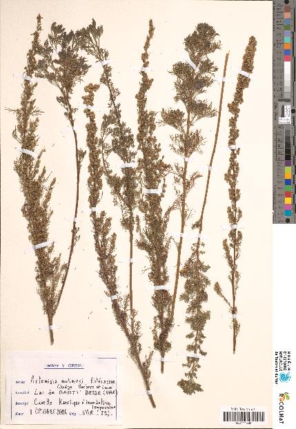 spécimen de Artemisia sp.