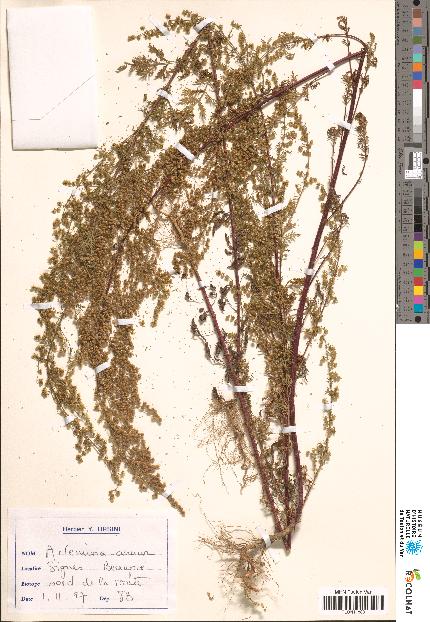 spécimen de Artemisia sp.