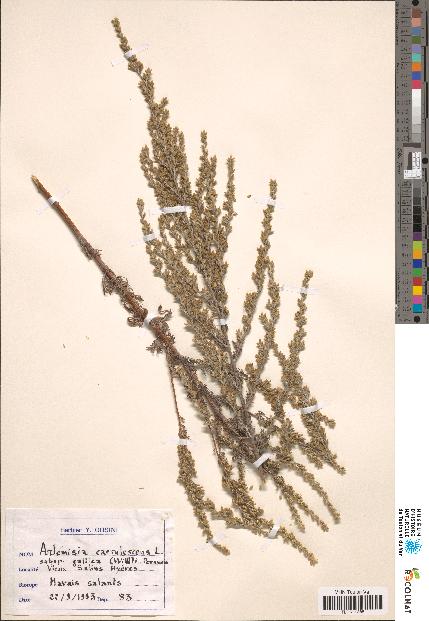 spécimen de Artemisia sp.