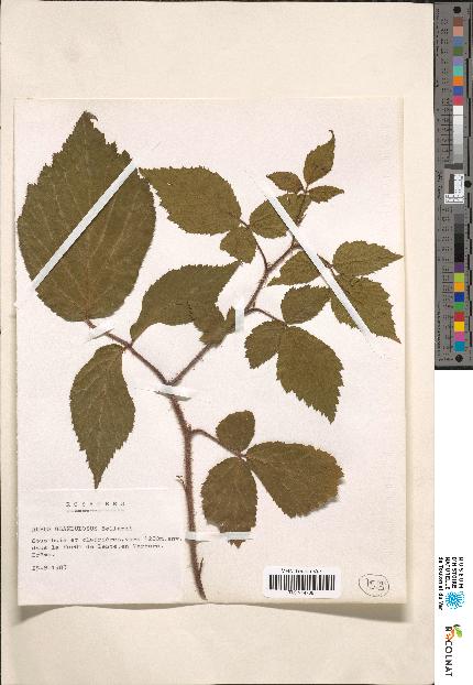 spécimen de Rubus sp.