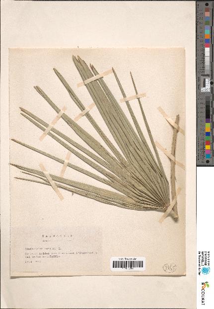 spécimen de Chamaerops sp.
