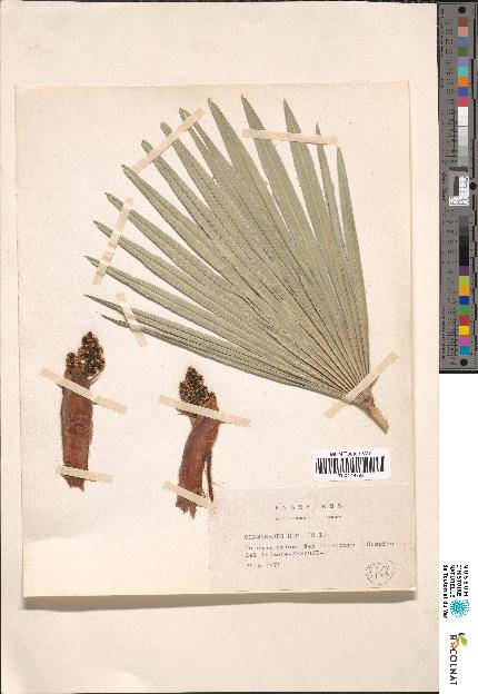 spécimen de Chamaerops sp.