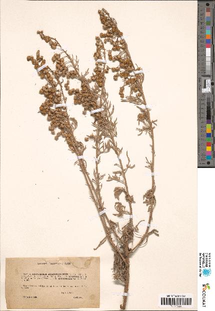 spécimen de Artemisia arborescens