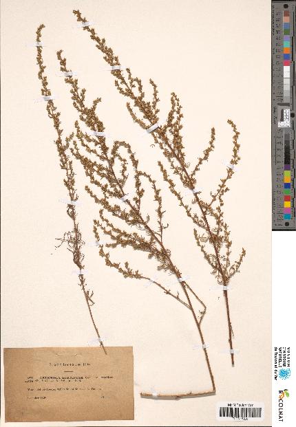 spécimen de Artemisia glutinosa