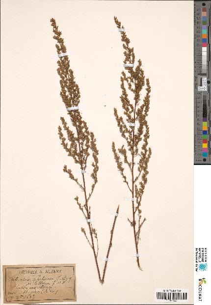 spécimen de Artemisia glutinosa