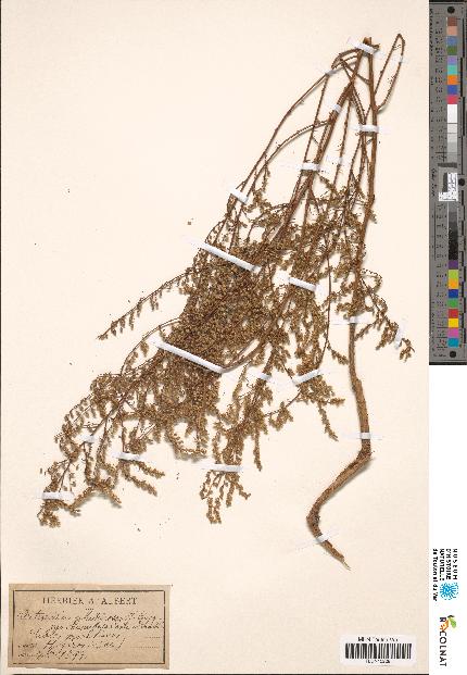 spécimen de Artemisia glutinosa