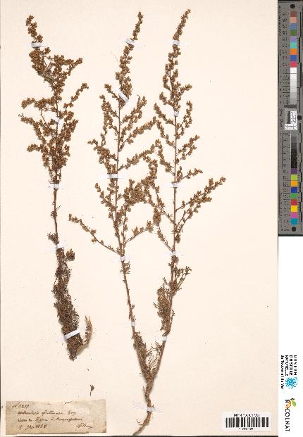 spécimen de Artemisia glutinosa