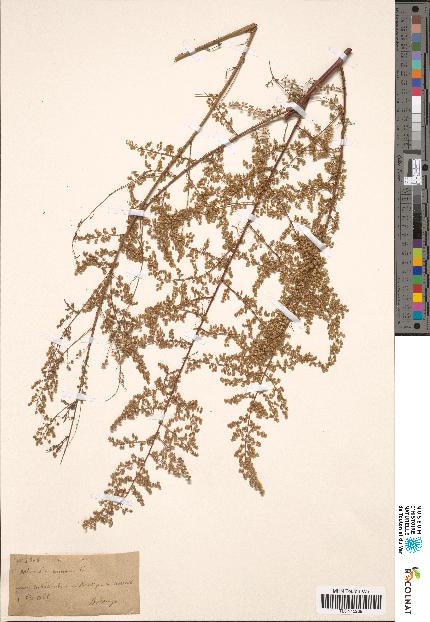 spécimen de Artemisia annua