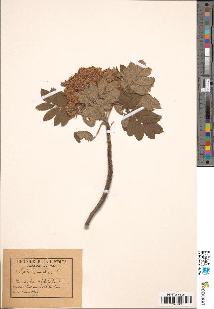 spécimen de Sorbus domestica