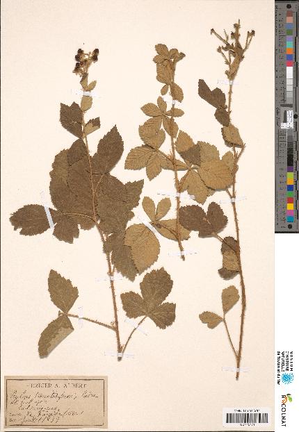 spécimen de Rubus tomentosiformis