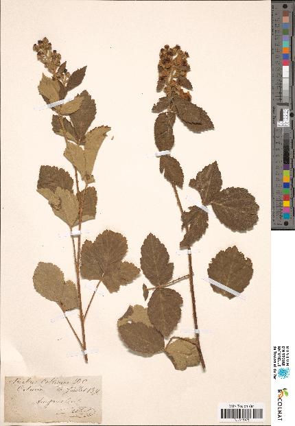 spécimen de Rubus collinus