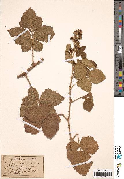 spécimen de Rubus × assurgens