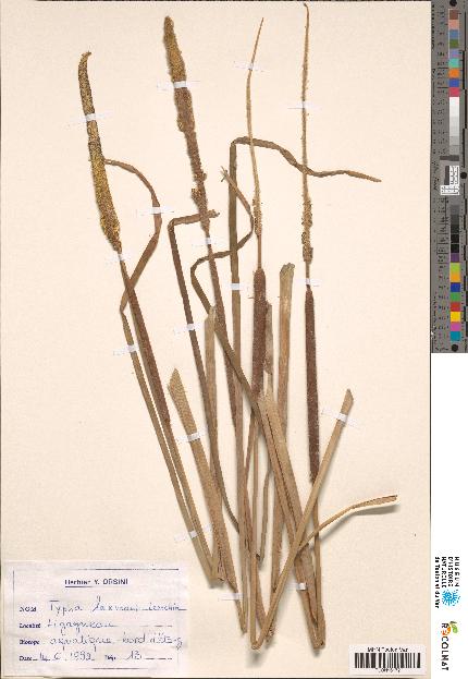 spécimen de Typha sp.