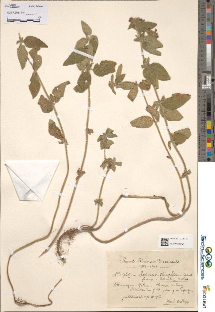 spécimen de Calamintha clinopodium