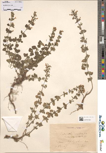 spécimen de Calamintha ascendens