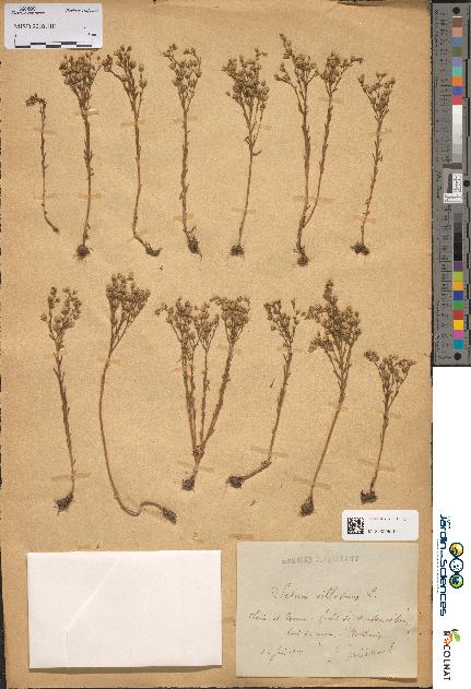 spécimen de Sedum villosum