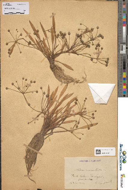 spécimen de Alisma ranunculoides