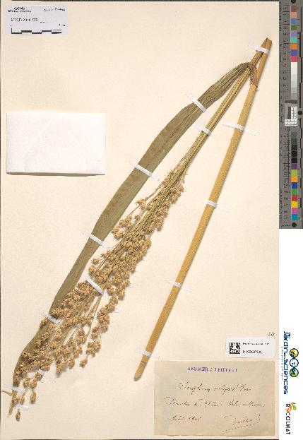 spécimen de Sorghum vulgare