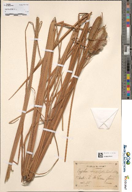 spécimen de Typha stenophylla