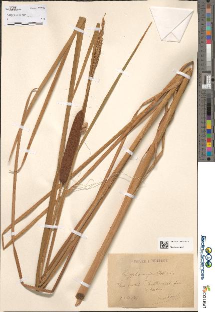 spécimen de Typha angustifolia