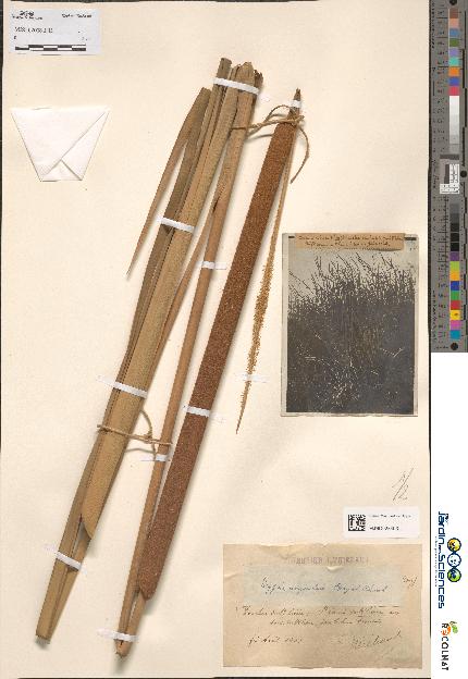 spécimen de Typha angustata