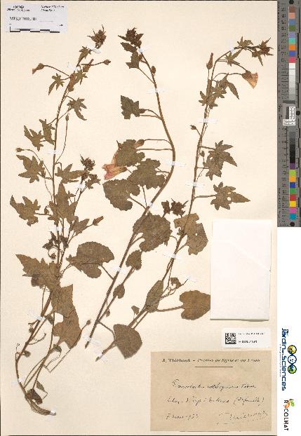 spécimen de Convolvulus coelesyriacus