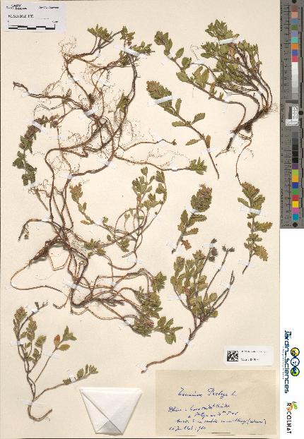 spécimen de Teucrium botrys