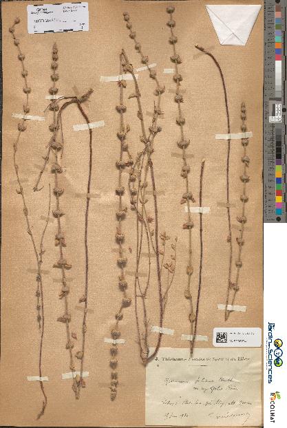 spécimen de Micromeria juliana
