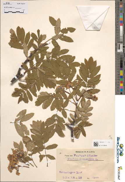 spécimen de Sorbus domestica