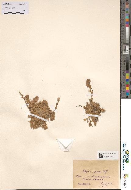 spécimen de Artemisia spicata