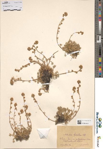 spécimen de Artemisia mutellina