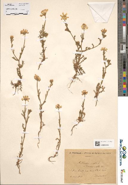 spécimen de Anthemis mixta