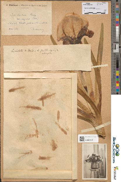 spécimen de Iris lortetii