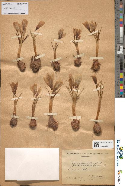 spécimen de Crocus hyemalis