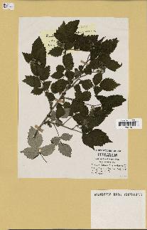 spécimen de Rubus tomentosus