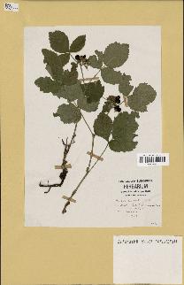 spécimen de Rubus saxatilis