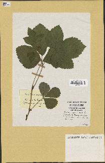 spécimen de Rubus saxatilis